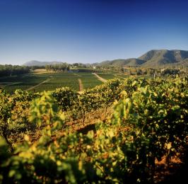 Tyrrells&amp;#039; Hunter Valley vineyards